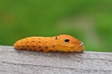 SPICE BUSH BUTTERFLY CATERPILLAR 002.jpg