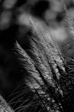 Grass