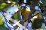 Northern Parula