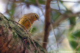 Cape May Warbler