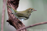 Ovenbird