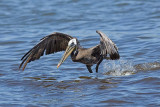 6/29/2010 Brown Pelican