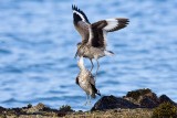 7/15/2010 Fighting Willets