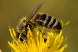 8/11/2010 Bee