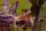 8/13/2010 Aphid