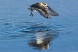 8/17/2010 Sandpiper