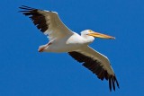 8/18/2010 American White Pelican