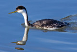 11/3/2010 Grebe