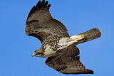 11/5/2010 Red-tailed Hawk