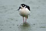 12/5/2010 Stilt in rain