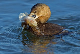 12/6/2010 Grebe with fish dinner