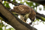 12/8/2010 Red-tailed Hawk with lunch