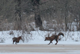 Zoogdieren