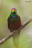 Rainbow Starfrontlet