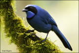 Turquoise Jay (Cyanolyca turcosa)