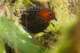 Ocellated Tapaculo