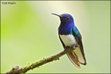White Necked Jacobin