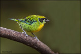 Green And Gold Tanager