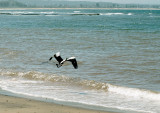Departing Pelican