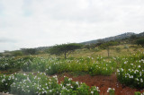 Beautiful white flowers along the road.