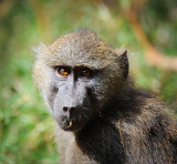 baboon monkey.Manyara NP