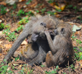 baboon monkey.Manyara NP