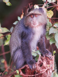 velvet monkey.Manyara NP