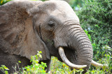 Elephant . Manyara NP