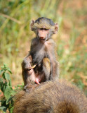 Baboon monkey . Manyara NP