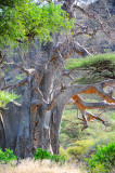 Baobab tree. Manyara NP