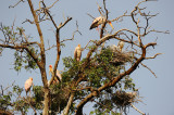 Manyara NP