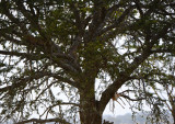Leopard & impala on the tree.Serengeti