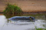 Hippo.Serengeti