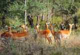 Impalas.Serengeti
