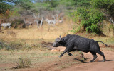 Wild buffalo.Serengeti