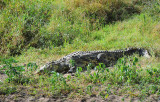 Crocodile. Serengeti
