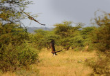Vultures with death animal far away.