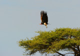 Vulture .Serengeti