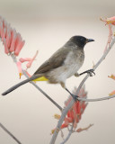 common Bulbul .at Naabi Hill Gate