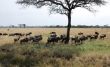 Wildebeests migrate near Grumeti river