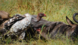 Vulture.Serengeti