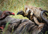Vulture.Serengeti