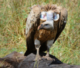 Rupell's Griffon Vulture.Serengeti
