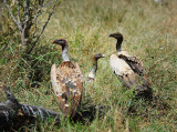 Vulture.Serengeti