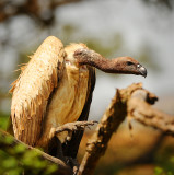 Vulture.Serengeti