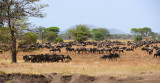 Wildebeests near Grumeti river.Serengeti