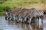 Zebras.Serengeti