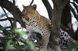 Leopard.Serengeti