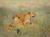 Lioness.Serengeti