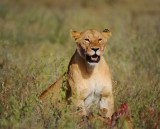 Lioness.Serengeti